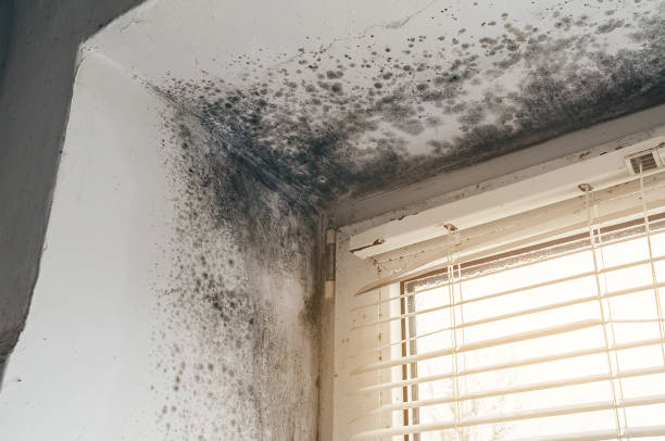Affordable Bathroom Mold Removal solutions in Oxford, GA